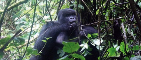 Gorilla Tracking